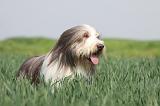BEARDED COLLIE 113